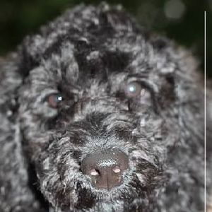 Meet your Posher, Bailey